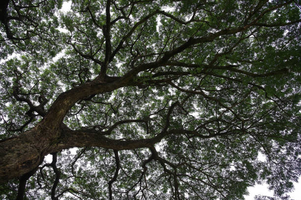 istock Under the shade of tropical trees : Thailand 918143616