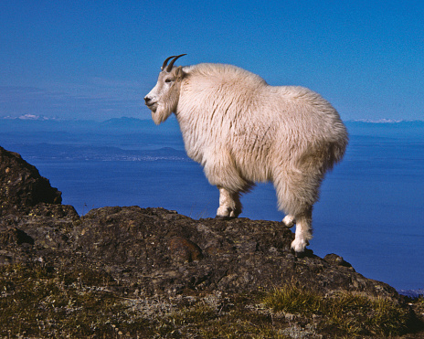 The Mountain Goat (Oreamnos americanus), also known as the Rocky Mountain Goat, is a large-hoofed ungulate found only in North America. A subalpine to alpine species, it is a sure-footed climber commonly seen on cliffs and in meadows. The species is not native to the Olympic Penninsula where they were introduced during the early 20th century. This goat was photographed on Klahane Ridge in Olympic National Park, Washington State, USA.