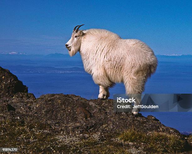 Mountain Goat On Klahane Ridge Stock Photo - Download Image Now - Mountain Goat, Goat, Olympic National Park