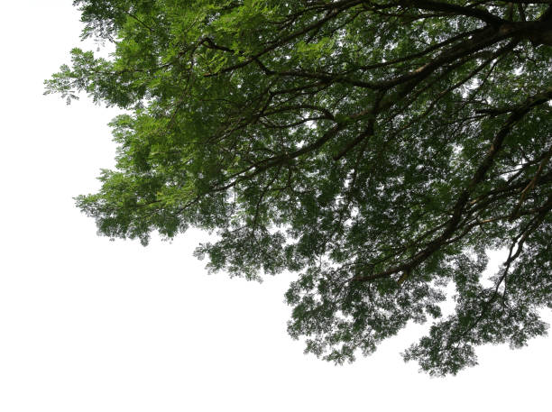 istock Green leaves and branches isolated on white background 918145840
