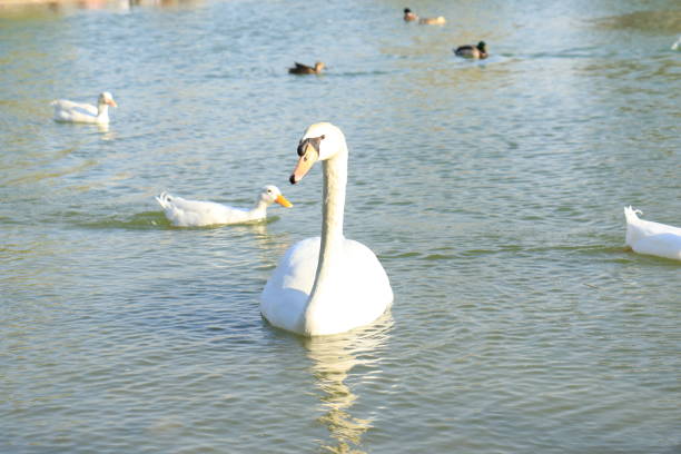 Beautiful White Swan Duck floating in a lake