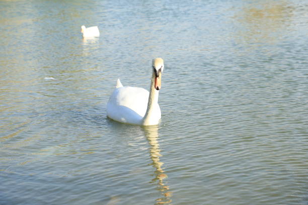 Beautiful White Swan Duck floating in a lake