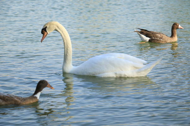 istock Beautiful White Swan Duck floating in a lake 918145970