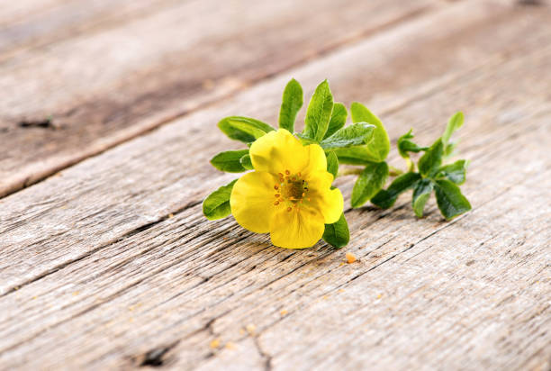 Potentilla fruticosa Goldfinger  flower close-up on natural wooden background Potentilla fruticosa shrubby cinquefoil Goldfinger  flower close-up on natural wooden background potentilla goldfinger stock pictures, royalty-free photos & images