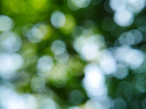 Green tree and sunlight abstract blur background style Tree, Forest, Treelined, Formal Garden, Plant forest flower dapple gray sunlight stock pictures, royalty-free photos & images