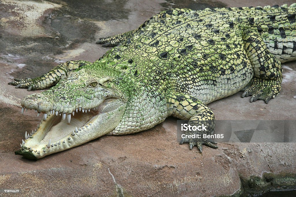 Coccodrillo marino - Foto stock royalty-free di Alligatore