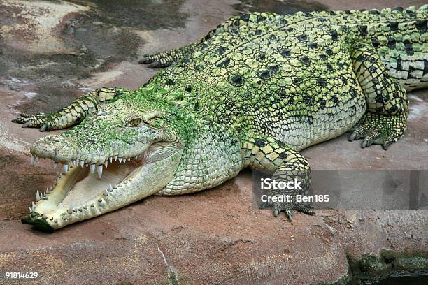 Coccodrillo Marino - Fotografie stock e altre immagini di Alligatore - Alligatore, Bocca aperta, Aggressione