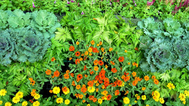 istock Natural Background of Flowers and Plants 918146518