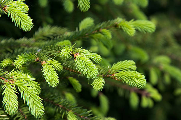 Brightly green prickly branches of a fur-tree or pine stock photo