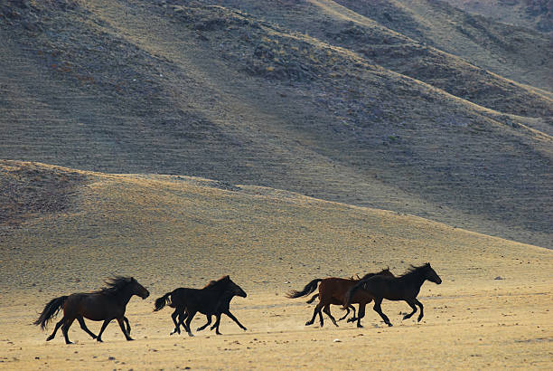 corsa di cavalli selvaggi in montagne del deserto - lost horse valley foto e immagini stock