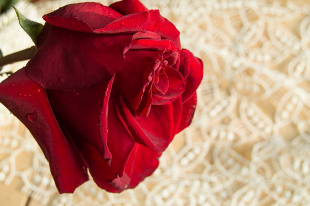 istock One red rose on a lace background, Valentines Day background, wedding day 918147050
