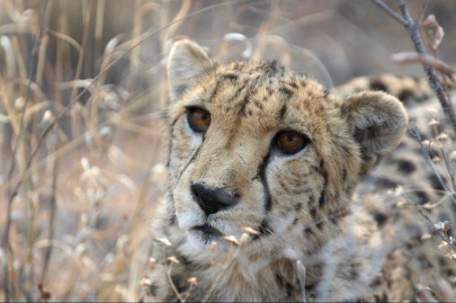 cheetah primer plano photo
