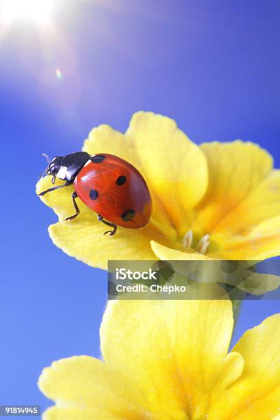 Ladybug On Yellow Flower Stock Photo - Download Image Now - Animal, Beauty In Nature, Beetle
