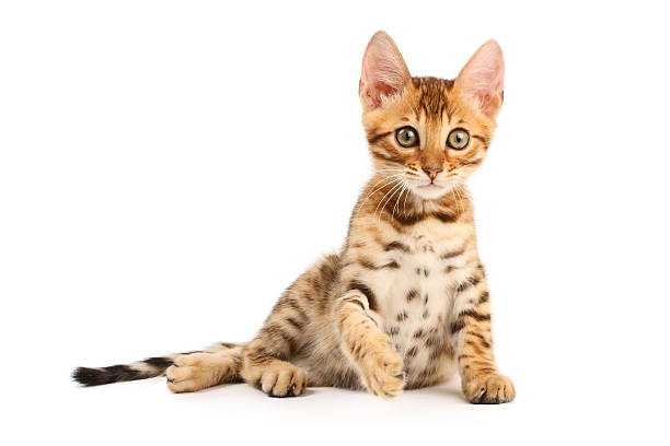 Bengal kitten stock photo