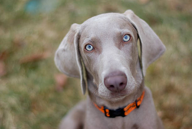 Weimaraner Dog Puppy  weimaraner dog animal domestic animals stock pictures, royalty-free photos & images