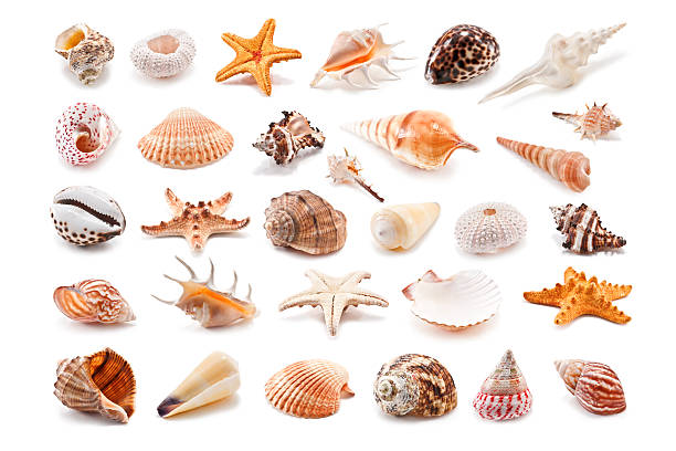 Cockleshell Collection of cockleshell isolated on white sea shell stock pictures, royalty-free photos & images