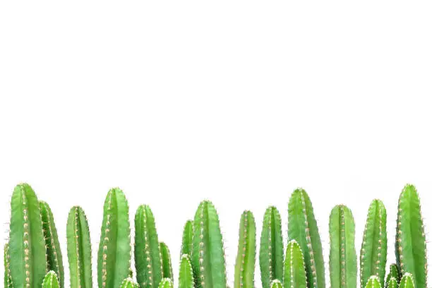 Photo of Cactus on isolated background