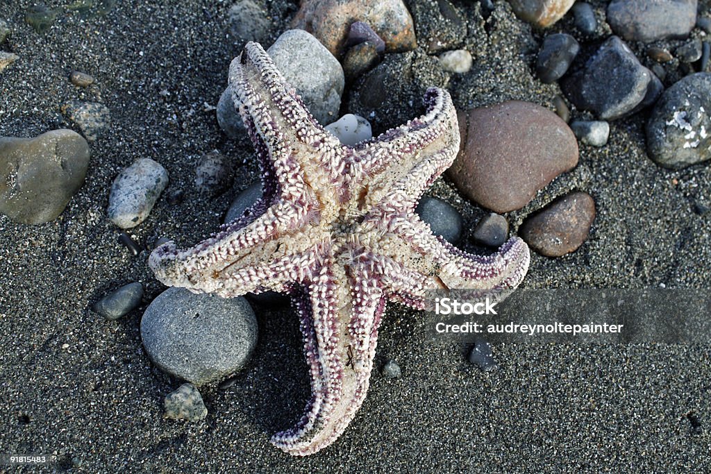 Usta sea star - Zbiór zdjęć royalty-free (Ameryka Łacińska)