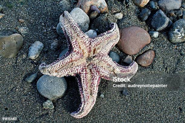 Usta Sea Star - zdjęcia stockowe i więcej obrazów Ameryka Łacińska - Ameryka Łacińska, Bez ludzi, Biologia - Nauka