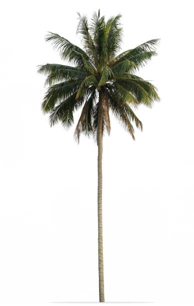 istock Coconut palm tree with green leaves isolated on white background 918154898