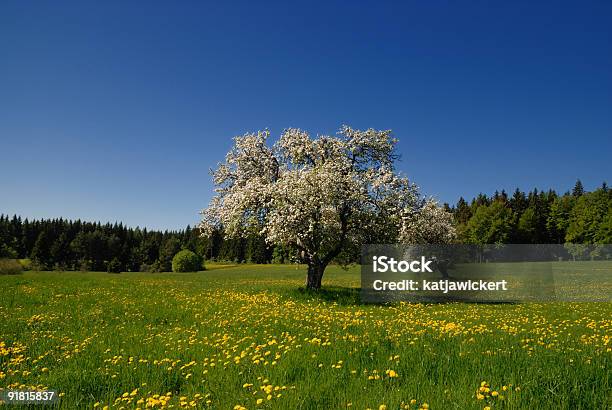 Blühender Apfelbaum Foto de stock y más banco de imágenes de Prado - Prado, Aire libre, Amarillo - Color