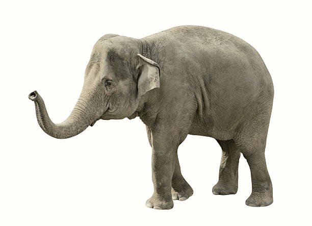 Isolated elephant with path stock photo