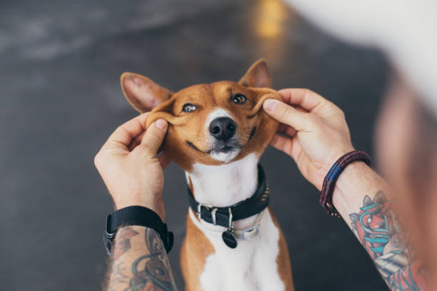 Owner plays with his dog, making him smiling stock photo