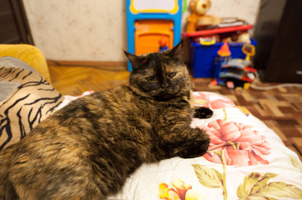 istock Old, one-eyed cat . One eye swollen and did not see. 918162010