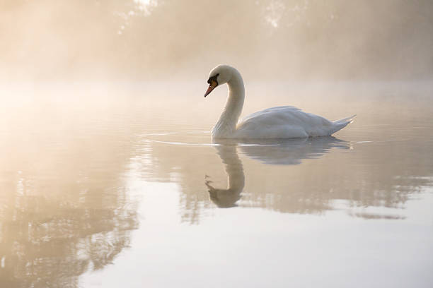 페일 백조의 - swan bird water fog 뉴스 사진 이미지