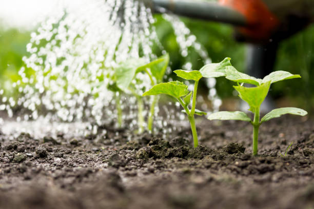 istock Cucumber sprouts in the field and farmer  is watering it 918162400