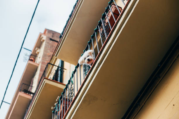 Big white dog lying in a small balcony.