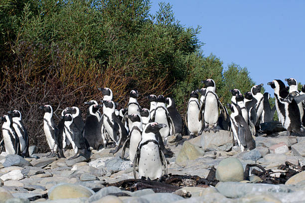 istock African Penguins Spheniscus demersus 91816280