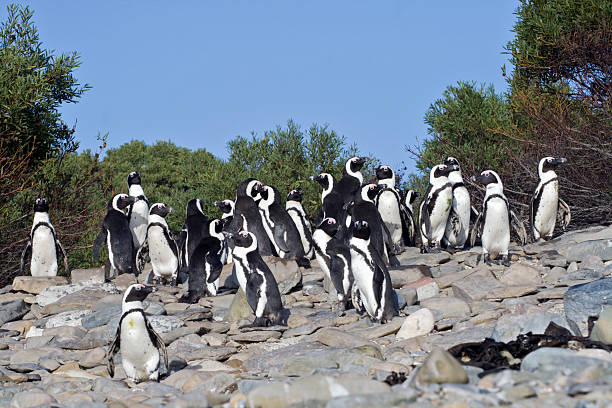 istock African Penguins Spheniscus demersus 91816297