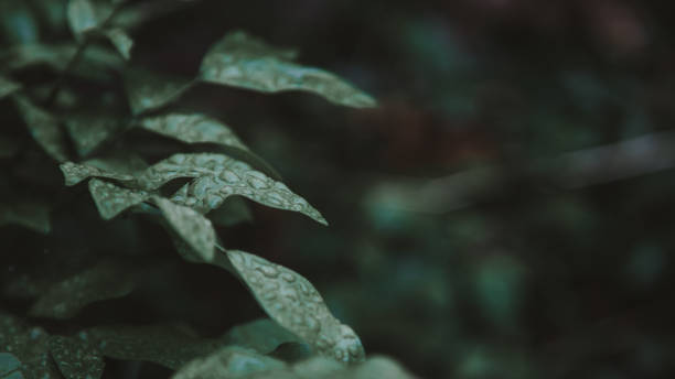 istock Water droplets on leaves 918163246