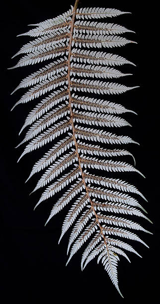 feuille de fougère argentée sur l'envers - silver fern photos et images de collection