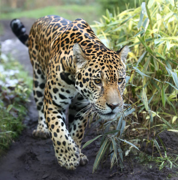 istock Close-up view of a Jaguar (Panthera onca) 918166020