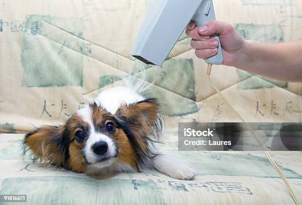Grooming For A Dog Stock Photo - Download Image Now - Animal, Blowing, Clean