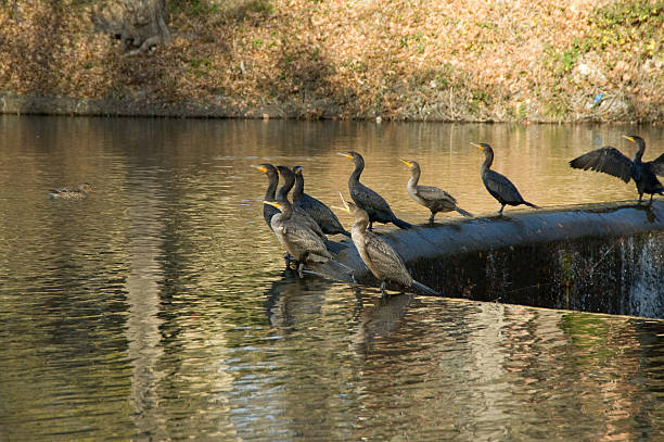 birds resting in a pond stock photo