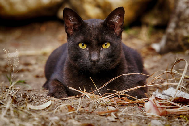 istock The black stray cat living on clay ground 918168898
