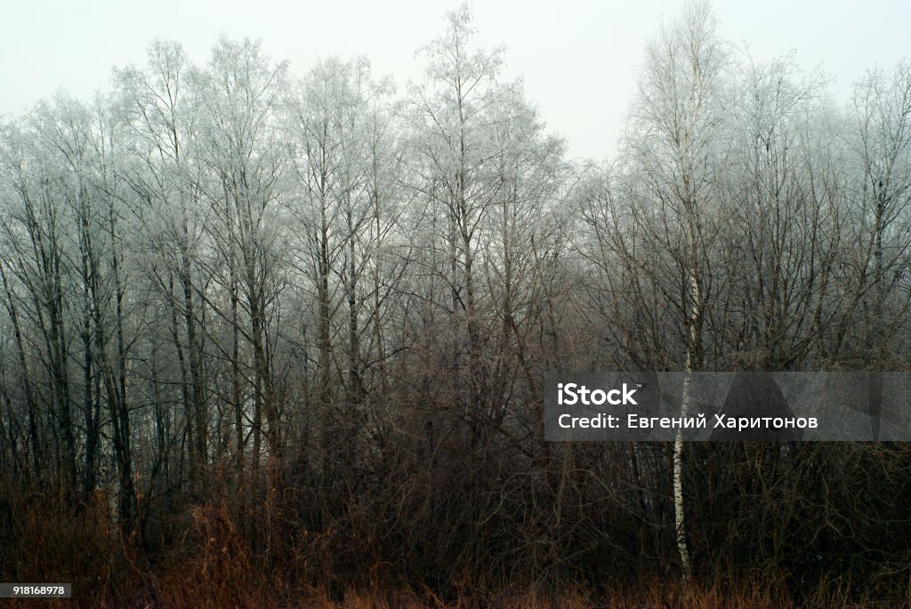 dull winter grove Snowless winter grove, overgrown with bushes, in cloudy foggy weather"n"n Atmospheric Mood Stock Photo