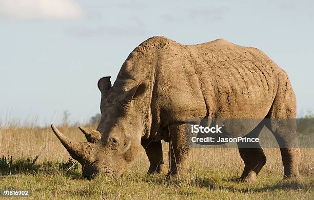 White Rhino Stock Photo - Download Image Now - Agricultural Field, Animal, Animal Wildlife