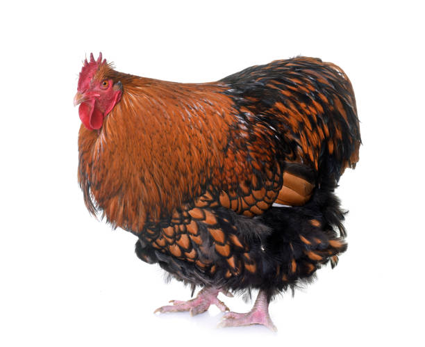 Arany Orpington () Arany Orpington