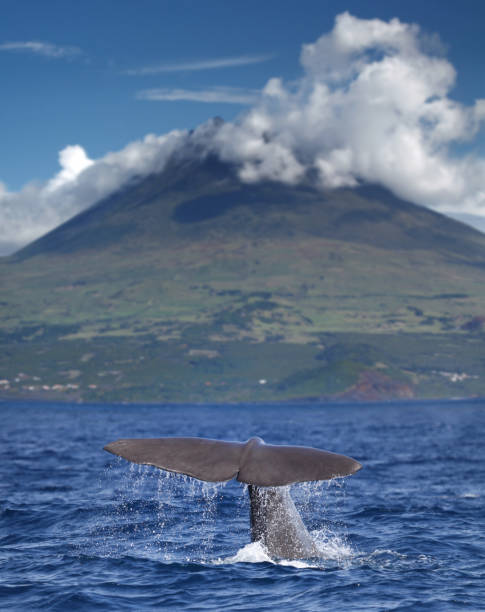 fin of a sperm whale in front of volcano pico, azores islands - açores imagens e fotografias de stock