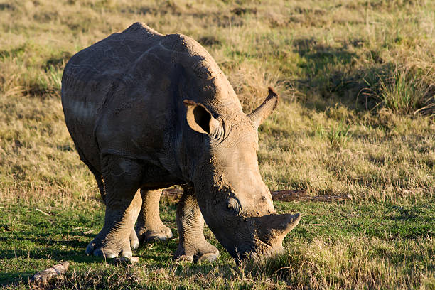 istock Juvenile Baby Rhino 91816959