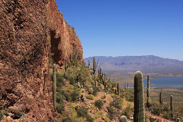 istock Saguaro Cactus in the High Desert 91816962