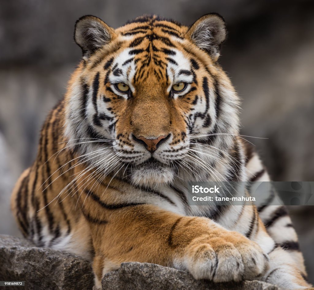 Bouchent la vue d’un tigre de Sibérie (Panthera tigris altaica) - Photo de Tigre libre de droits