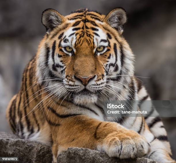 Photo libre de droit de Bouchent La Vue Dun Tigre De Sibérie banque d'images et plus d'images libres de droit de Tigre