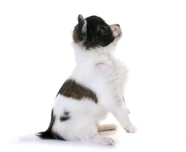 istock puppy chihuahua 918170224