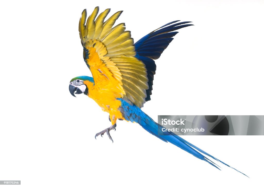 Blue-and-yellow macaw Blue-and-yellow macaw in front of white background Parrot Stock Photo