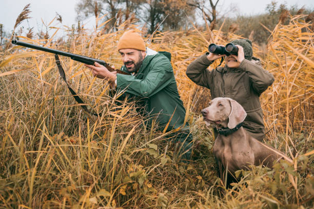 bird hunting Father and son sitting in a bushes and hunting down an animal weimaraner dog animal domestic animals stock pictures, royalty-free photos & images